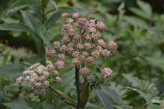 Ligusticum canbyi
