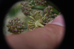 Ligusticum canbyi