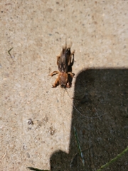 Neocurtilla hexadactyla