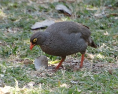 Pternistis adspersus