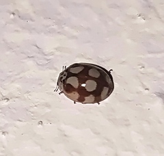 Adalia decempunctata