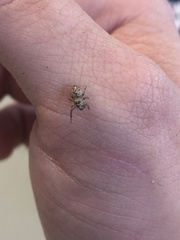 Pelegrina flavipes