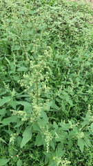 Caryophyllales