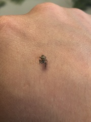 Pelegrina flavipes
