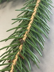 Pelegrina flavipes
