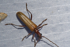 Centrodera decolorata