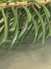 Pelegrina flavipes