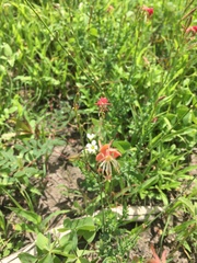 Oenothera suffrutescens