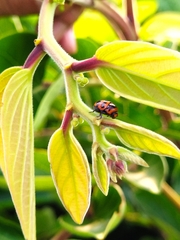 Cryptocephalus trifasciatus