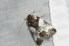 Cerma cerintha