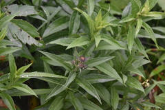 Canadanthus modestus