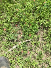 Oenothera suffrutescens