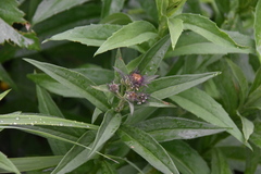 Canadanthus modestus