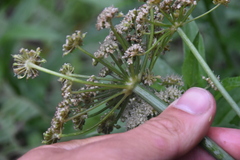 Ligusticum canbyi