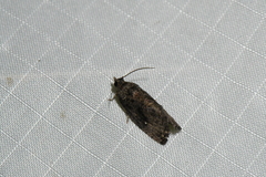Gymnandrosoma punctidiscanum