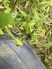 Oxalis stricta