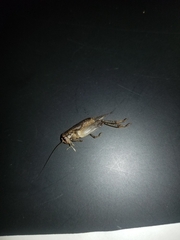 Velarifictorus micado