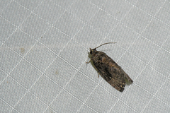 Gymnandrosoma punctidiscanum