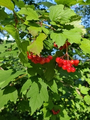 Viburnum opulus opulus