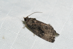 Gymnandrosoma punctidiscanum