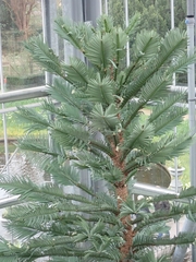 Wollemia nobilis