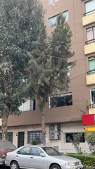 Casuarina equisetifolia