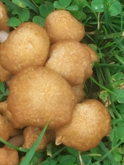 Desarmillaria tabescens