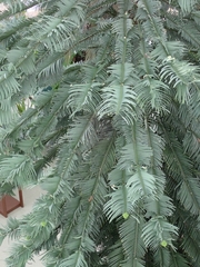 Wollemia nobilis