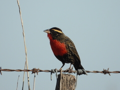 Leistes superciliaris