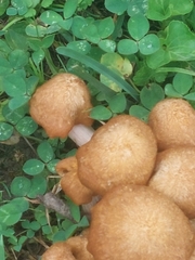 Desarmillaria tabescens