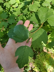 Viburnum opulus opulus