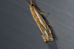 Crambus saltuellus
