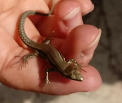 Podarcis muralis