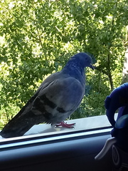 Columba livia domestica