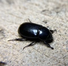 Pentodontini