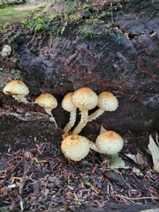Pholiota