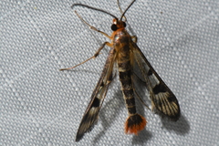 Synanthedon acerni
