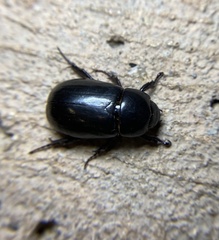 Pentodontini