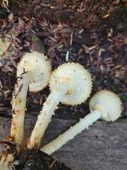 Pholiota