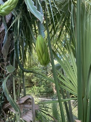 Selenicereus undatus