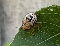 Podisus maculiventris