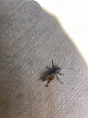 Boopedon flaviventris