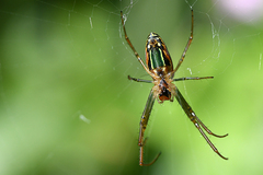 Leucauge festiva