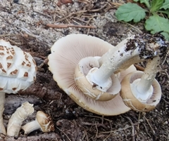 Cyclocybe aegerita