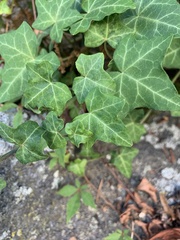 Hedera