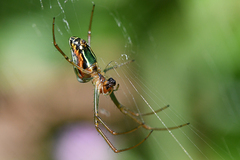 Leucauge festiva