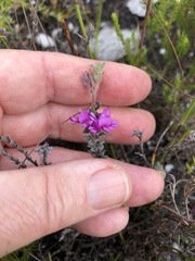 Indigofera glomerata