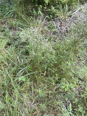 Eupatorium hyssopifolium