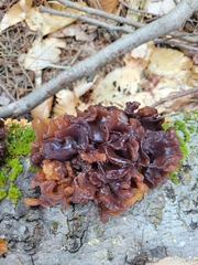 Phaeotremella foliacea