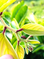 Cryptocephalus trifasciatus